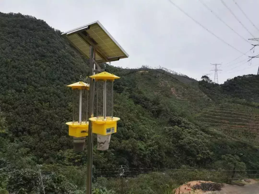 飞蛾为何扑火？真正原因可能只有飞蛾自己知道