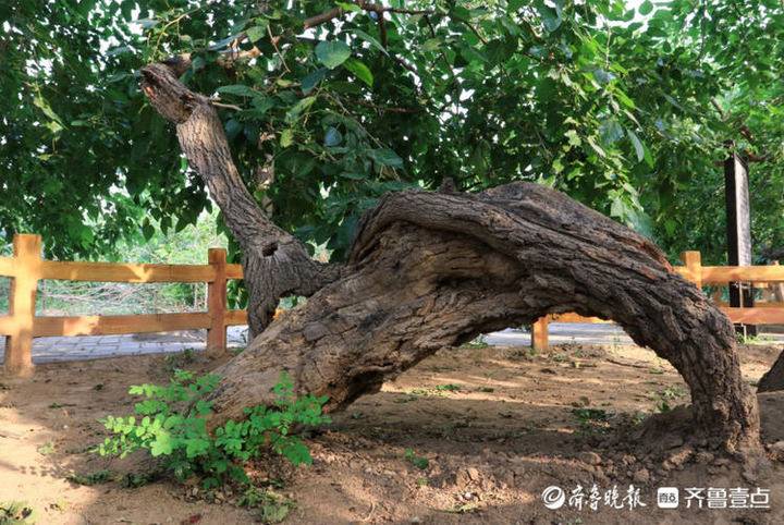 寻味德州丨夏津“椹”好，酸甜味中的发展之道