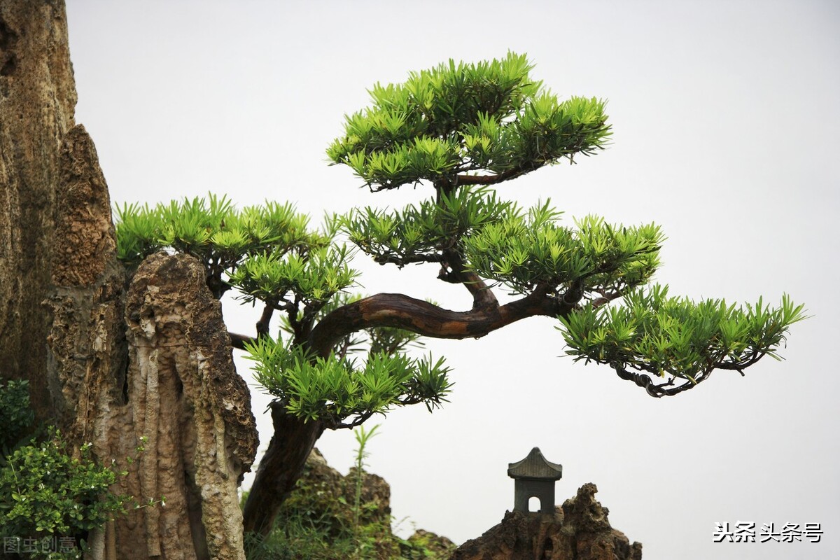 “岁寒三友”指的是哪些植物？