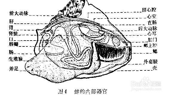 河蚌怎么吃？河蚌营养，但前期处理比较麻烦！