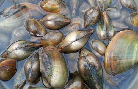 河蚌怎么吃？河蚌营养，但前期处理比较麻烦！