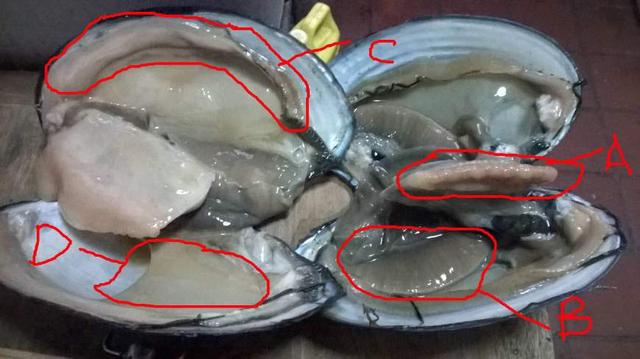 河蚌怎么吃？河蚌营养，但前期处理比较麻烦！
