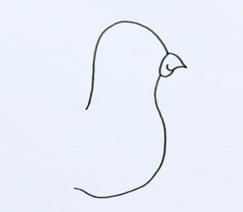 和平鸽的画法(和平鸽简笔画图片)