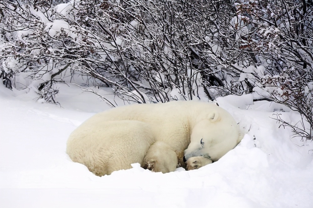 一个神奇的问题：北极熊会冬眠吗？