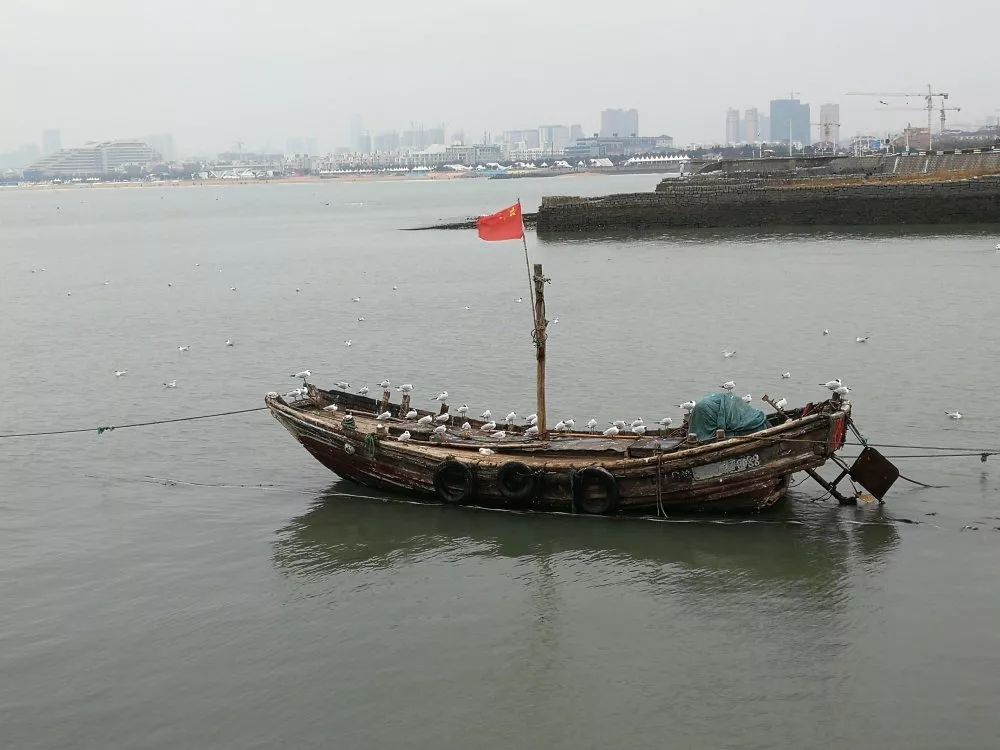 日照哪里好，海鸥最懂的