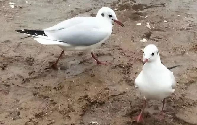 日照哪里好，海鸥最懂的