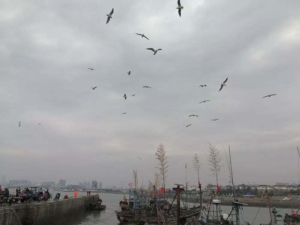 日照哪里好，海鸥最懂的