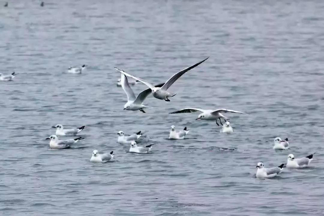 日照哪里好，海鸥最懂的