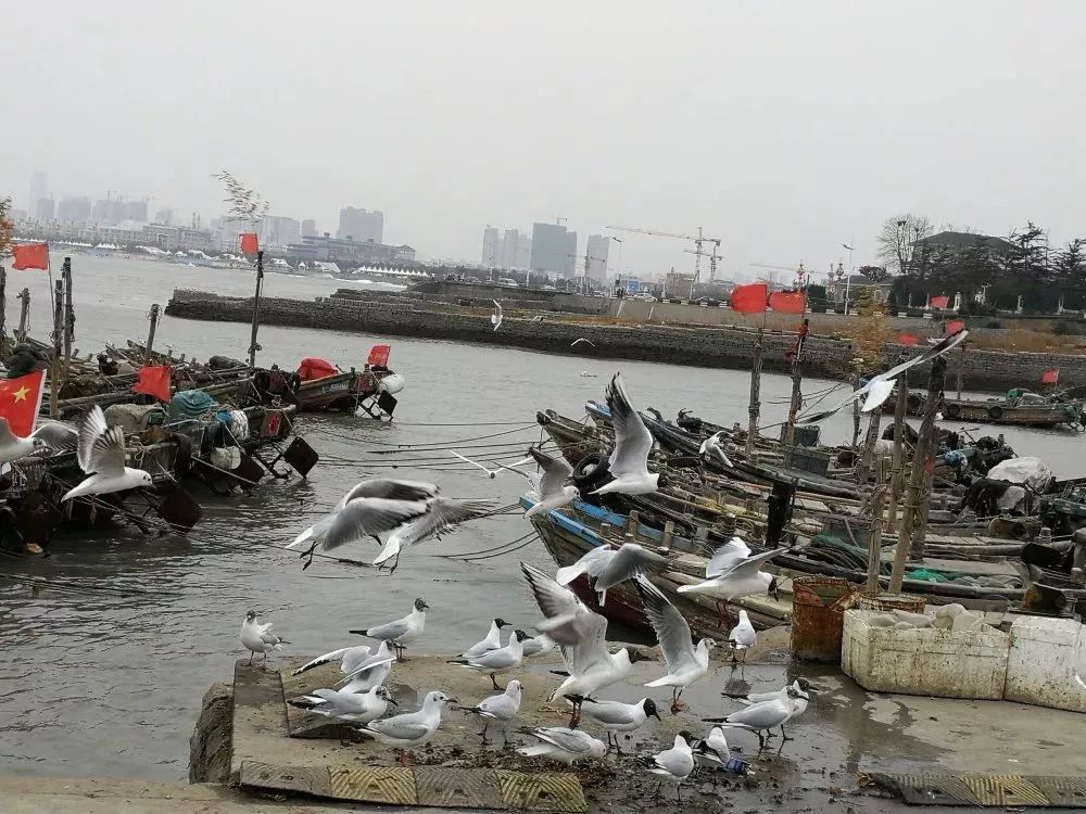 日照哪里好，海鸥最懂的