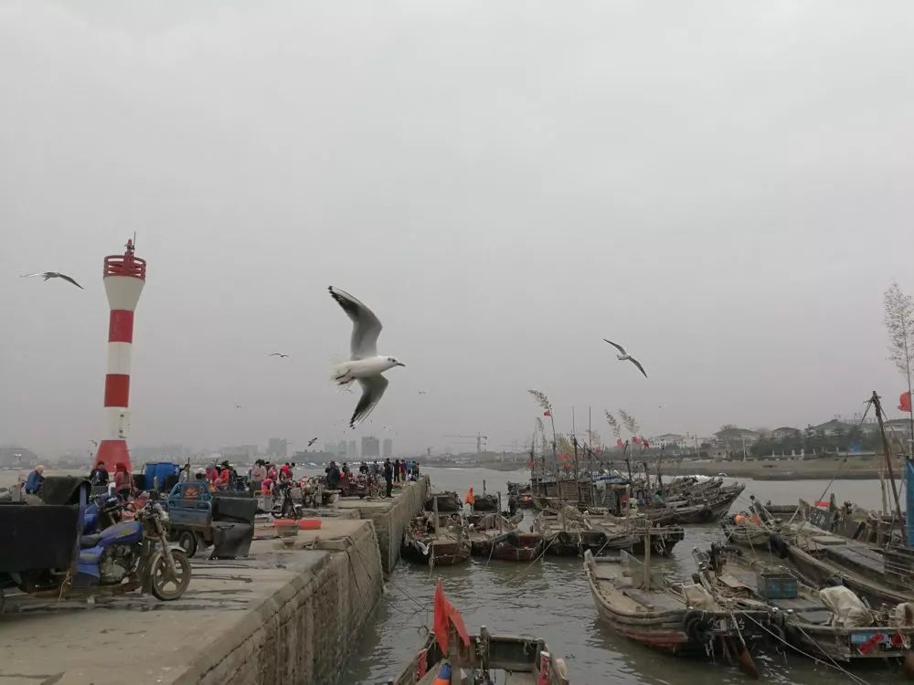 日照哪里好，海鸥最懂的