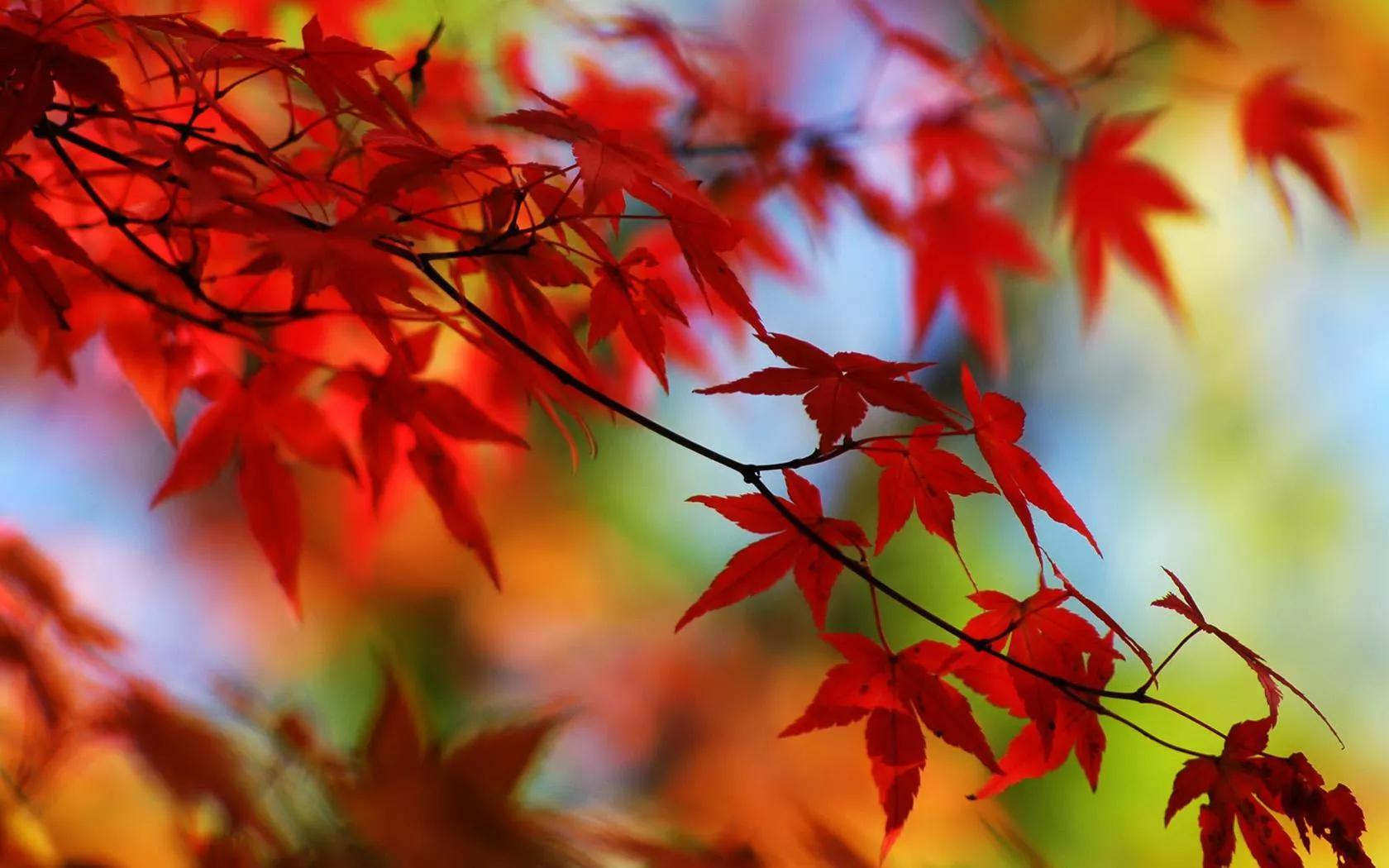中国四大赏枫胜地之一香山，观赏红叶时间