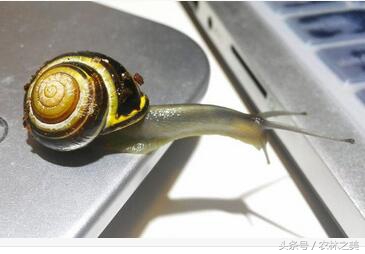蜗牛是有营养价值的益虫，还是专吃农作物的害虫？
