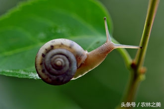 蜗牛是有营养价值的益虫，还是专吃农作物的害虫？