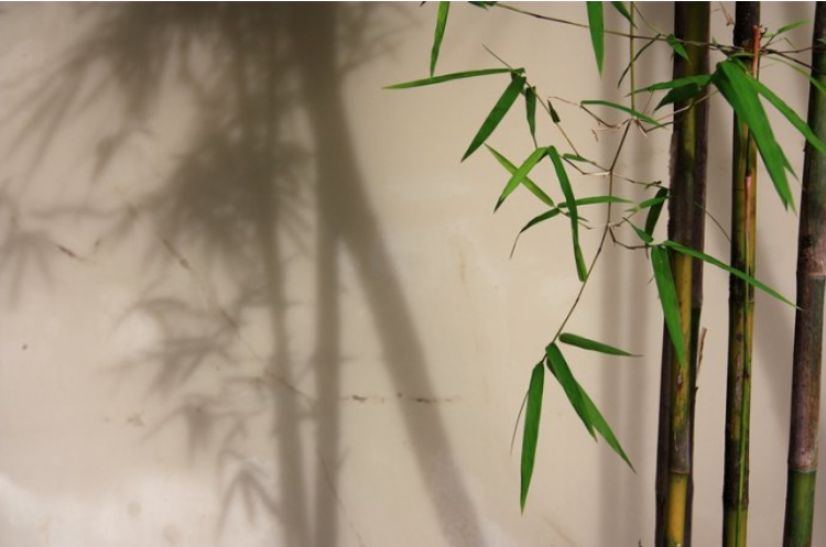 梅兰竹菊的象征意义和精神，是“中国君子”千年来的品行汇总
