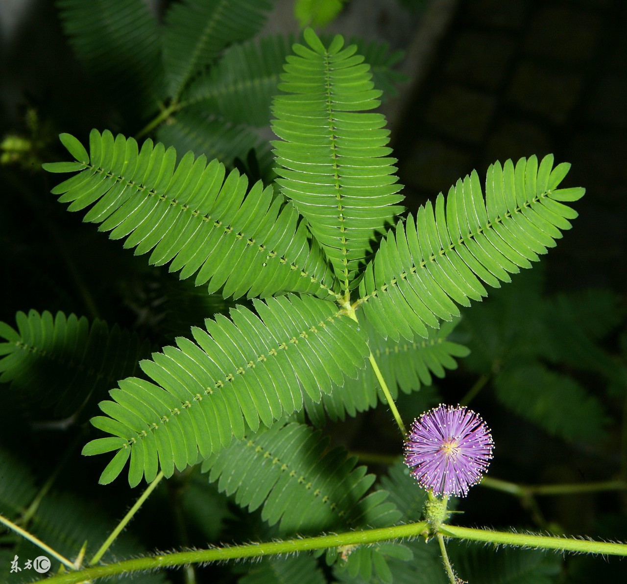 你认识含羞草吗？含羞草有哪些秘密，你知道吗？