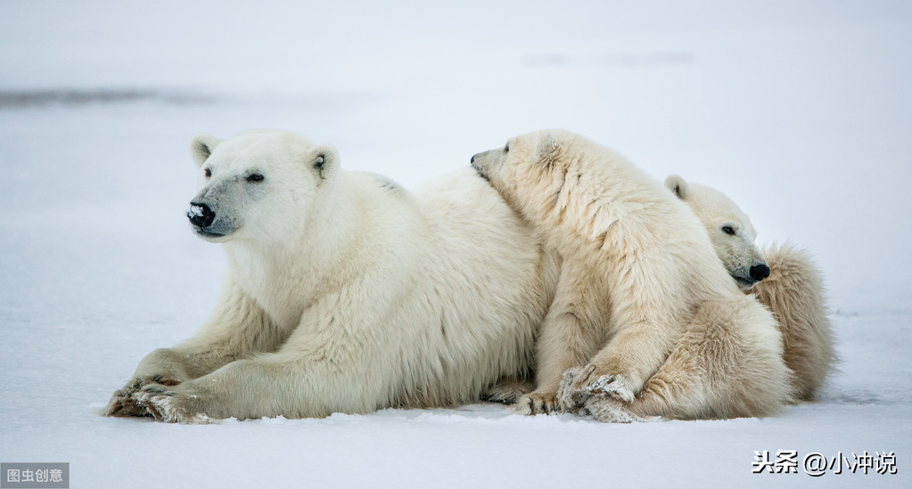 万万想不到，北极熊的皮肤是黑色的，贴身的毛也不是白的