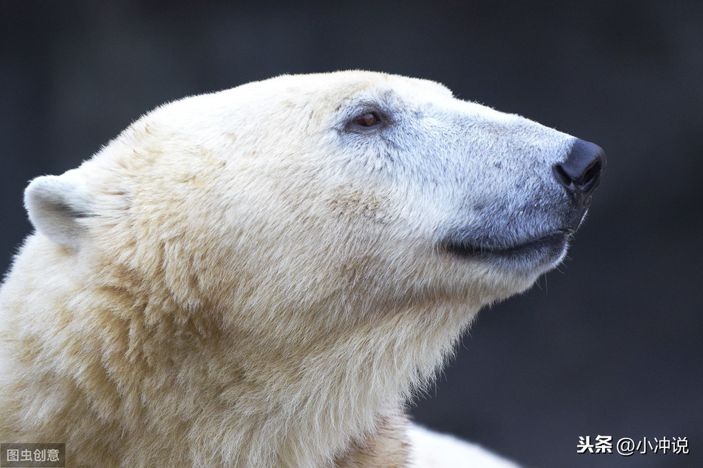 万万想不到，北极熊的皮肤是黑色的，贴身的毛也不是白的