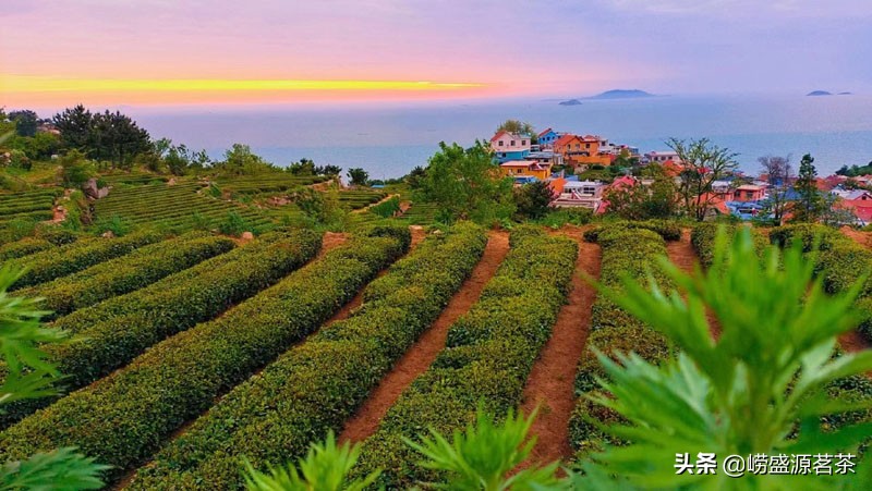 崂山绿茶的原产地分布在哪里？