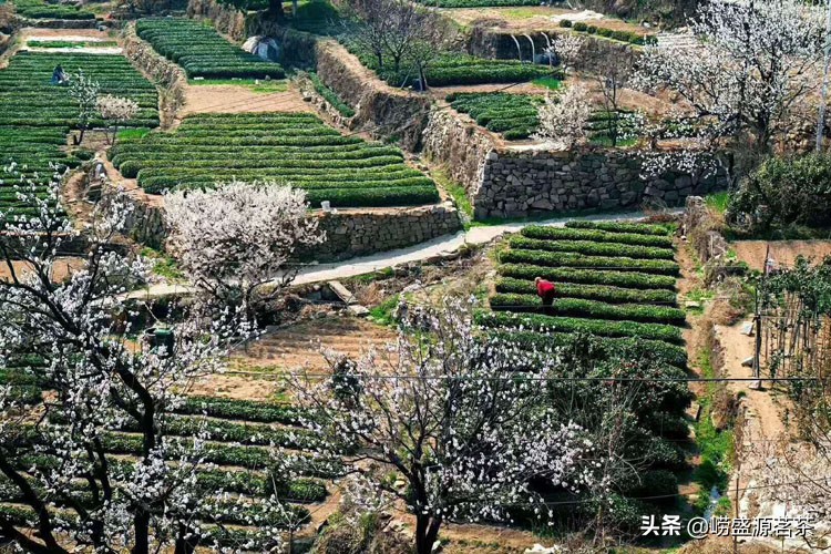 崂山绿茶的原产地分布在哪里？