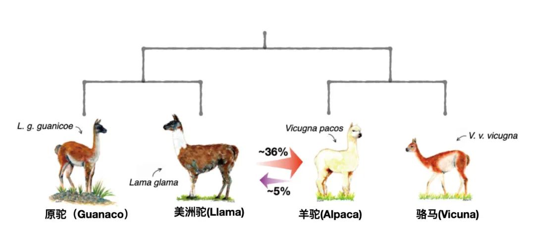 “神兽”羊驼，究竟是羊还是驼？