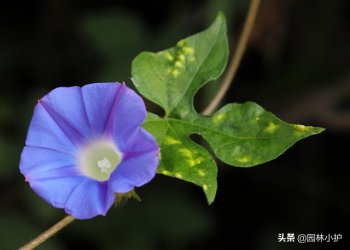 牵牛花是什么颜色的(牵牛花的花语)