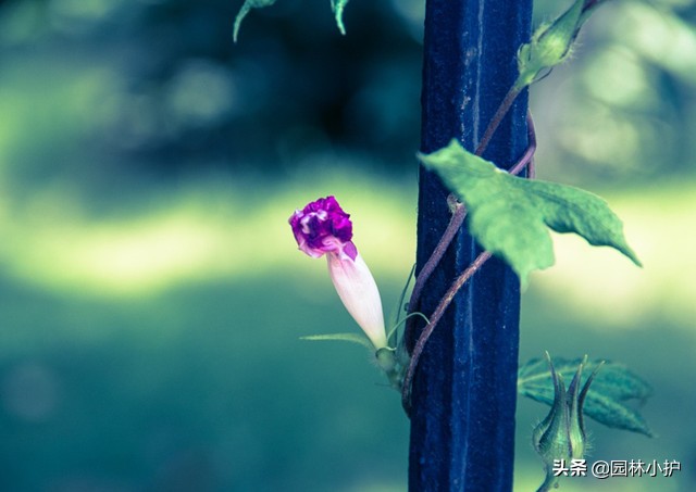 又是一年牵牛花开时，人称“勤娘子”，还会变色