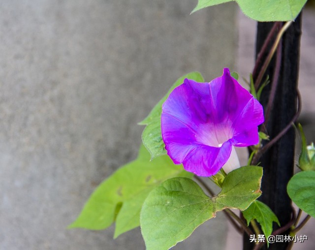 又是一年牵牛花开时，人称“勤娘子”，还会变色