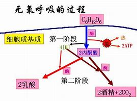 关于酵母的一些小知识分享