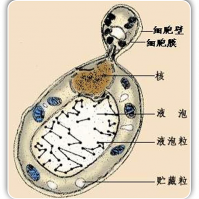 关于酵母的一些小知识分享