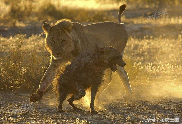 狮子的狩猎技巧分析