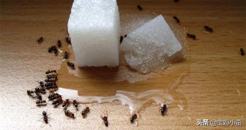 家里的蚂蚁怎么彻底消除？试试这几种方法