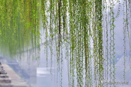 柳树靠什么传播种子？不同植物传播种子的方法介绍