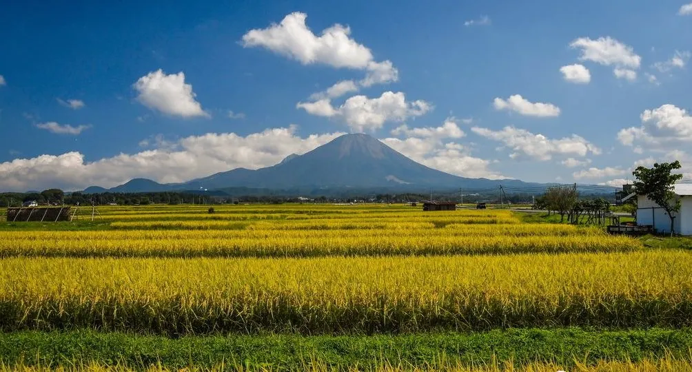 秋田小町—大米界的小萝莉