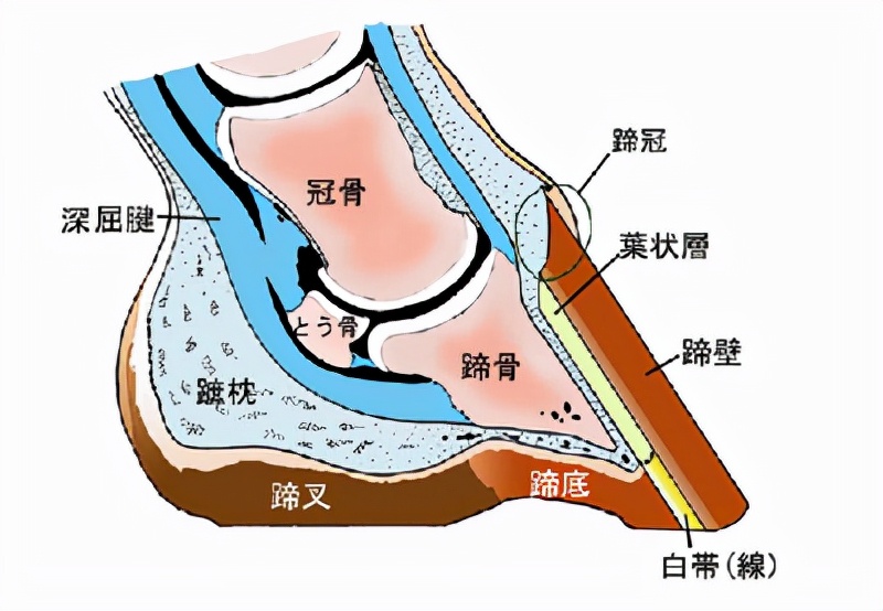 马为什么需要钉马蹄铁，而牛却不用？钉马蹄铁时马会疼吗？