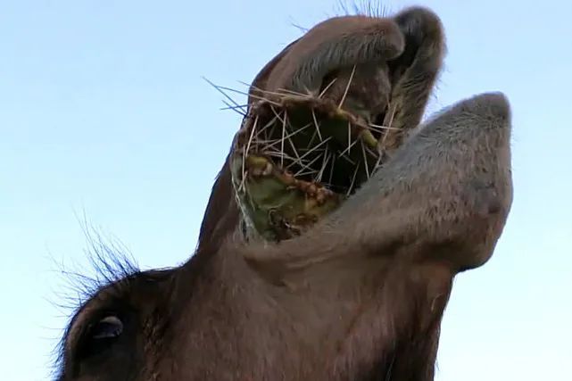 骆驼吃仙人掌为什么不怕刺？