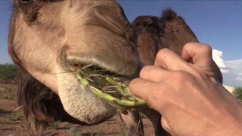 骆驼吃仙人掌为什么不怕刺？
