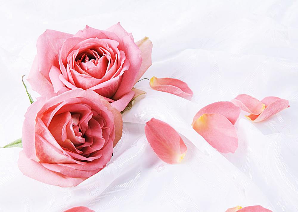 玫瑰花如何延长保存时间？内行人教你4个技巧，让花保鲜更久