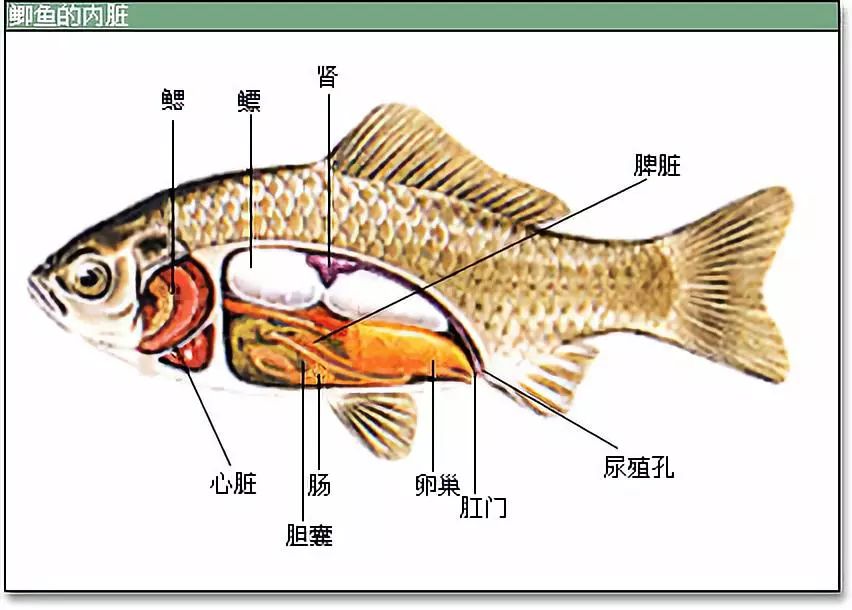 鱼真的会吃到撑死吗？