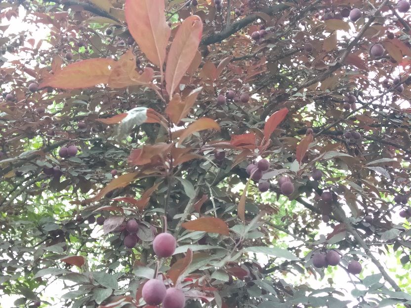 "紫叶李"是公园中一道靓丽的风景线，果子还可供食用