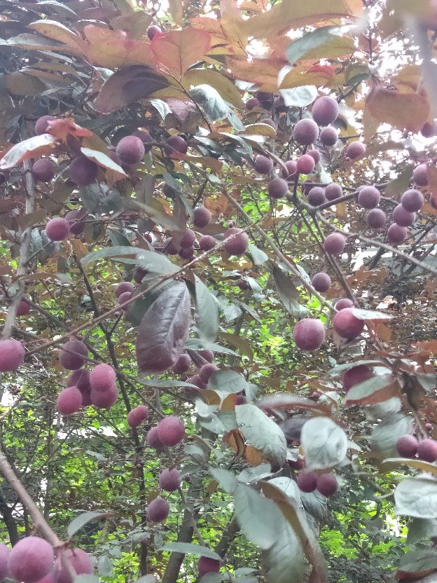 "紫叶李"是公园中一道靓丽的风景线，果子还可供食用