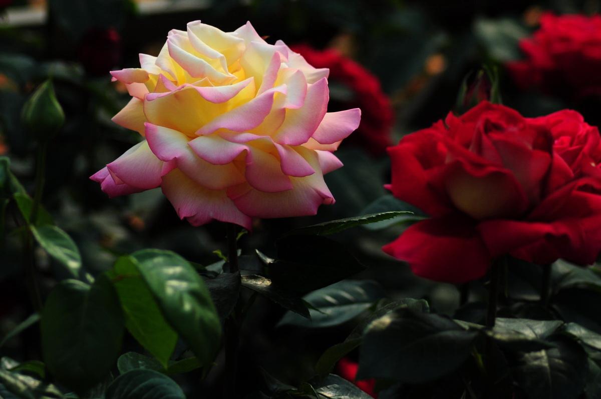 玫瑰和月季怎么区分？花店卖的是玫瑰还是月季？
