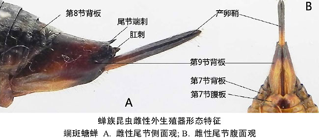 关于“知了”的那些事儿