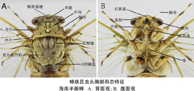 关于“知了”的那些事儿