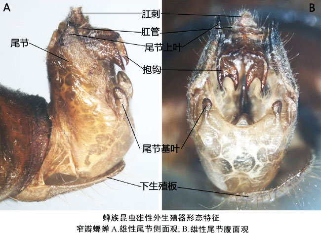 关于“知了”的那些事儿