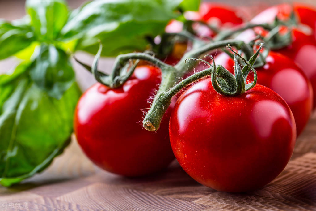 未成熟的绿色西红柿不能吃，原因是什么？一起来看看
