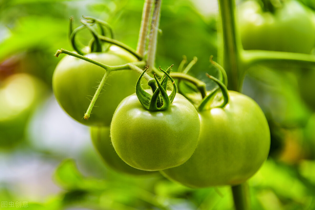 未成熟的绿色西红柿不能吃，原因是什么？一起来看看
