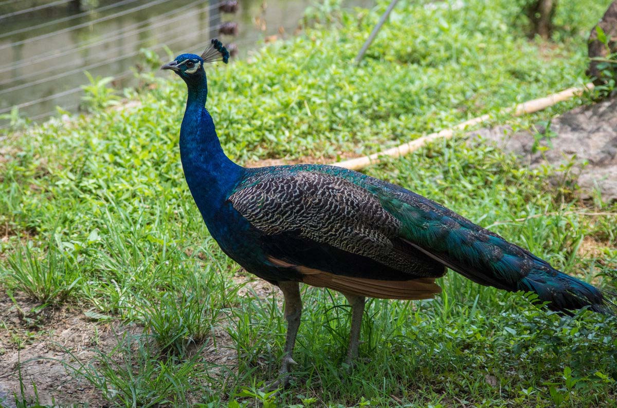 印度国鸟蓝孔雀，那你知道还有绿孔雀、白黑孔雀、刚果孔雀吗？