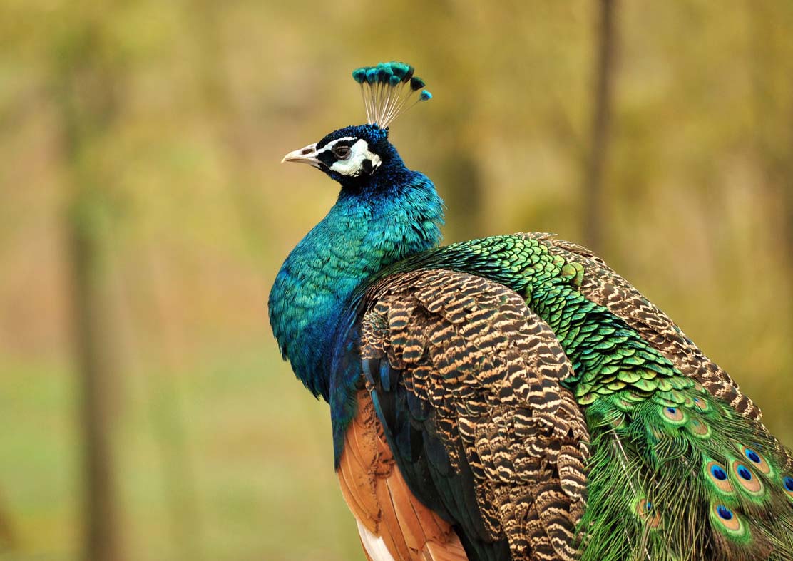 印度国鸟蓝孔雀，那你知道还有绿孔雀、白黑孔雀、刚果孔雀吗？