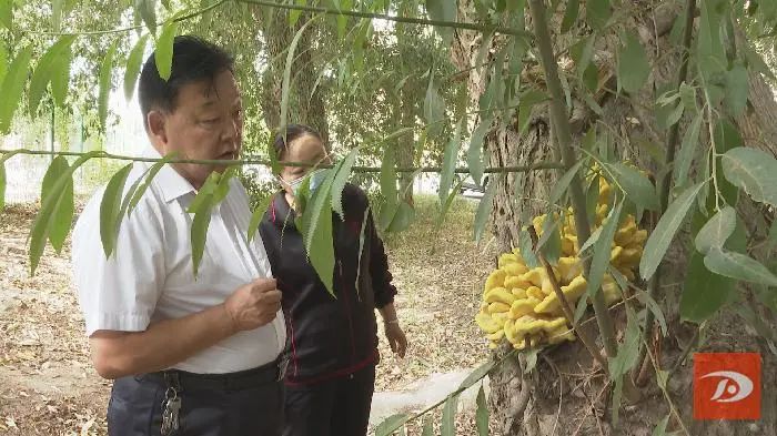 奇观！柳树又长蘑菇又“开花”！