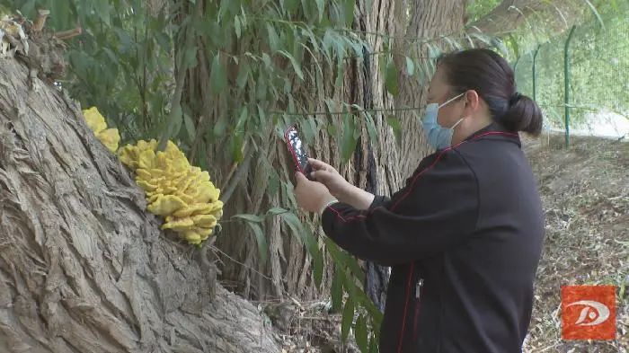 奇观！柳树又长蘑菇又“开花”！